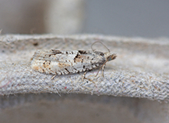 Small Birch Bell (Epinotia ramella)