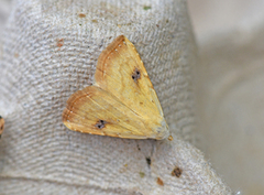 Gult nebbfly (Rivula sericealis)