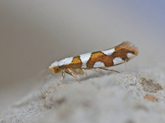 Gold-ribbon Argent (Argyresthia brockeella)