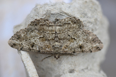 Willow Beauty (Peribatodes rhomboidaria)