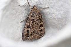 Nettfly (Naenia typica)