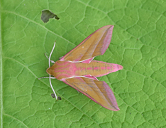 Stor snabelsvermer (Deilephila elpenor)