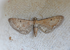 Brun dvergmåler (Eupithecia absinthiata)