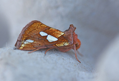 Kortstreket metallfly (Plusia putnami)