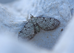 Bilberry Pug (Pasiphila debiliata)