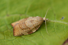 Hasselbladvikler (Pandemis corylana)