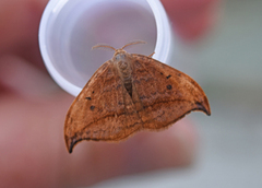 Dusky Hook-tip (Drepana curvatula)