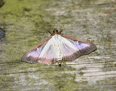 Buksbommott (Cydalima perspectalis)