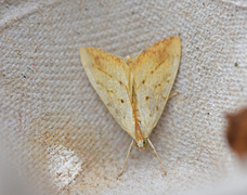 Gul kålmott (Evergestis extimalis)