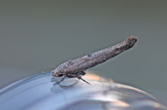 Zelleria oleastrella