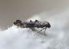 Vårtannmøll (Epermenia chaerophyllella)