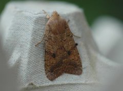 Bølgelinjet høstfly (Agrochola circellaris)