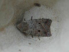 Red-line Quaker (Agrochola lota)