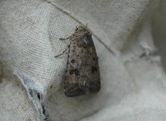 Mottled Rustic (Caradrina morpheus)