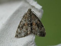 Spruce Carpet (Thera variata)