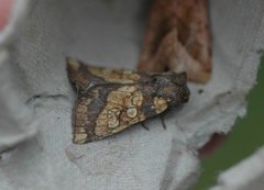 Frosted Orange (Gortyna flavago)