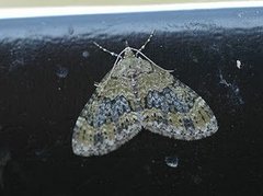 Yellow-barred Brindle (Acasis viretata)