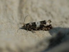 Birch Bell (Epinotia demarniana)