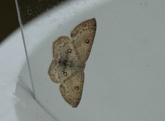 Bjørkeløvmåler (Cyclophora albipunctata)