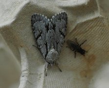 Grey Dagger (Acronicta psi)