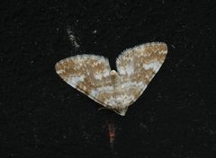 Gul lundmåler (Perizoma flavofasciata)