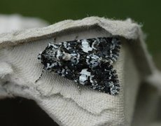 Marbled Coronet (Hadena confusa)