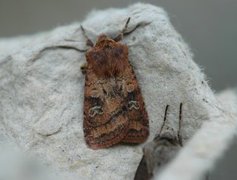 Fen Square-spot (Diarsia florida)