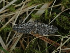 Lyngdvergmåler (Eupithecia nanata)