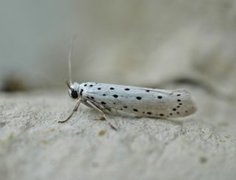 Orchard Ermine (Yponomeuta padella)