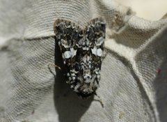 Marbled Coronet (Hadena confusa)