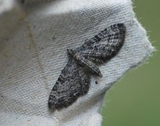 Grumset dvergmåler (Eupithecia subfuscata)