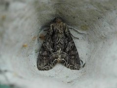 Beautiful Brocade (Lacanobia contigua)
