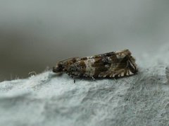 Thyme Marble (Celypha cespitana)