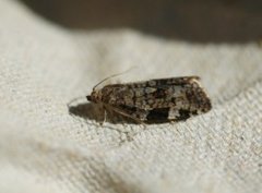 Bartrevikler (Dichelia histrionana)