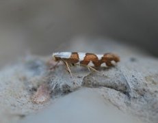 Gold-ribbon Argent (Argyresthia brockeella)