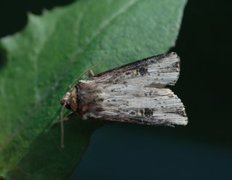 Flame (Axylia putris)