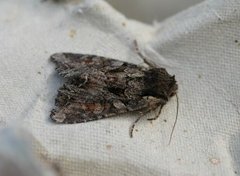 Beautiful Brocade (Lacanobia contigua)