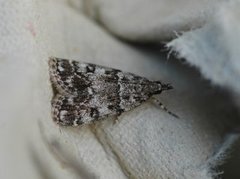 Little Grey (Eudonia lacustrata)