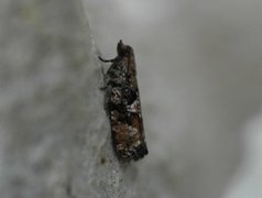 Spruce Bud Moth (Zeiraphera ratzeburgiana)
