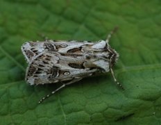 Fagerjordfly (Agrotis vestigialis)