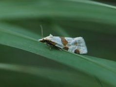 Thistle Conch (Aethes cnicana)