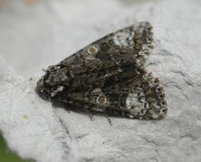 The Coronet (Craniophora ligustri)