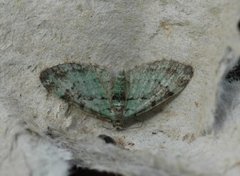 Bilberry Pug (Pasiphila debiliata)