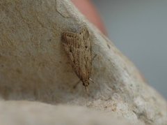 Marsh Grey (Eudonia pallida)