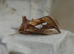 Langstreket metallfly (Plusia festucae)