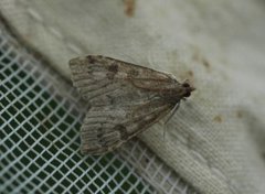 Dusky Pearl (Udea prunalis)