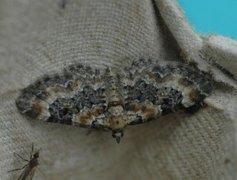 Revebjelledvergmåler (Eupithecia pulchellata)