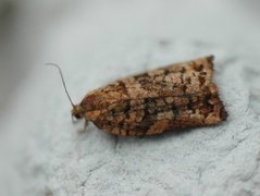 Pine Tortrix (Archips oporana)