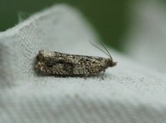 Heggekveldvikler (Epinotia signatana)