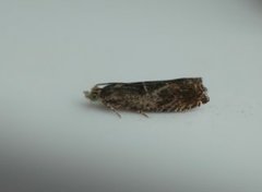 Nut Bud Moth (Epinotia tenerana)